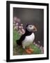 Puffin Portrait, Great Saltee Is, Ireland-Pete Oxford-Framed Photographic Print