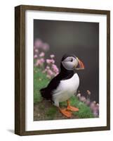 Puffin Portrait, Great Saltee Is, Ireland-Pete Oxford-Framed Photographic Print