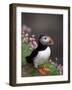 Puffin Portrait, Great Saltee Is, Ireland-Pete Oxford-Framed Photographic Print