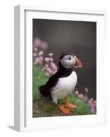 Puffin Portrait, Great Saltee Is, Ireland-Pete Oxford-Framed Photographic Print