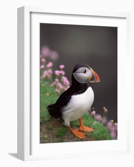 Puffin Portrait, Great Saltee Is, Ireland-Pete Oxford-Framed Photographic Print