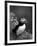 Puffin Portrait, Great Saltee Is, Ireland-Pete Oxford-Framed Photographic Print