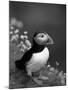 Puffin Portrait, Great Saltee Is, Ireland-Pete Oxford-Mounted Photographic Print