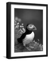 Puffin Portrait, Great Saltee Is, Ireland-Pete Oxford-Framed Photographic Print