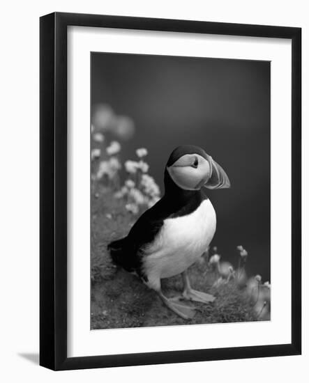 Puffin Portrait, Great Saltee Is, Ireland-Pete Oxford-Framed Photographic Print