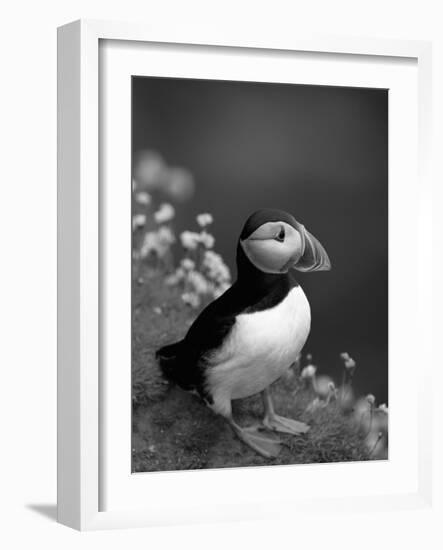 Puffin Portrait, Great Saltee Is, Ireland-Pete Oxford-Framed Photographic Print