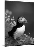 Puffin Portrait, Great Saltee Is, Ireland-Pete Oxford-Mounted Photographic Print