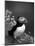 Puffin Portrait, Great Saltee Is, Ireland-Pete Oxford-Mounted Photographic Print