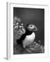 Puffin Portrait, Great Saltee Is, Ireland-Pete Oxford-Framed Photographic Print