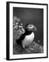 Puffin Portrait, Great Saltee Is, Ireland-Pete Oxford-Framed Photographic Print