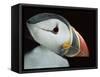 Puffin Portrait, Runde, Norway-Bence Mate-Framed Stretched Canvas