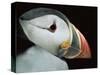 Puffin Portrait, Runde, Norway-Bence Mate-Stretched Canvas