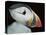 Puffin Portrait, Runde, Norway-Bence Mate-Stretched Canvas