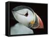 Puffin Portrait, Runde, Norway-Bence Mate-Framed Stretched Canvas