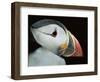 Puffin Portrait, Runde, Norway-Bence Mate-Framed Premium Photographic Print