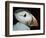 Puffin Portrait, Runde, Norway-Bence Mate-Framed Premium Photographic Print