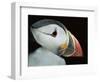 Puffin Portrait, Runde, Norway-Bence Mate-Framed Premium Photographic Print