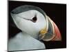 Puffin Portrait, Runde, Norway-Bence Mate-Mounted Premium Photographic Print