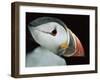 Puffin Portrait, Runde, Norway-Bence Mate-Framed Photographic Print