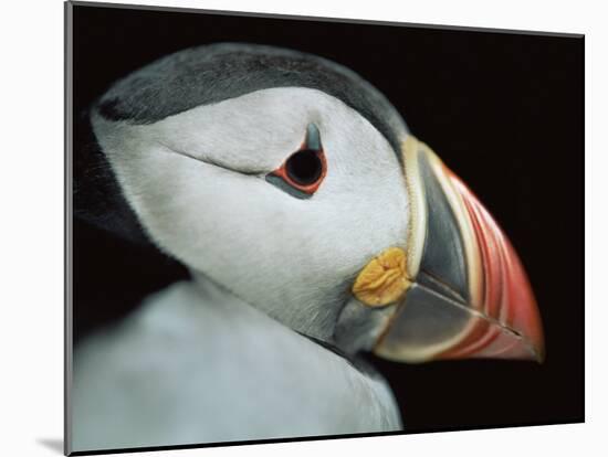 Puffin Portrait, Runde, Norway-Bence Mate-Mounted Photographic Print