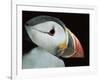 Puffin Portrait, Runde, Norway-Bence Mate-Framed Photographic Print