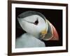 Puffin Portrait, Runde, Norway-Bence Mate-Framed Photographic Print