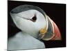 Puffin Portrait, Runde, Norway-Bence Mate-Mounted Photographic Print