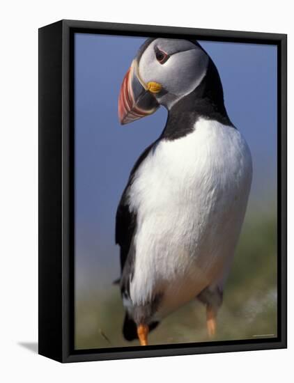 Puffin Portrait, Western Isles, Scotland, UK-Pete Cairns-Framed Stretched Canvas