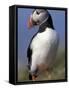 Puffin Portrait, Western Isles, Scotland, UK-Pete Cairns-Framed Stretched Canvas