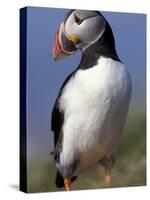 Puffin Portrait, Western Isles, Scotland, UK-Pete Cairns-Stretched Canvas