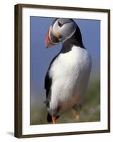 Puffin Portrait, Western Isles, Scotland, UK-Pete Cairns-Framed Photographic Print