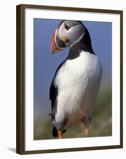 Puffin Portrait, Western Isles, Scotland, UK-Pete Cairns-Framed Photographic Print