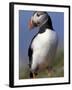 Puffin Portrait, Western Isles, Scotland, UK-Pete Cairns-Framed Photographic Print