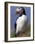 Puffin Portrait, Western Isles, Scotland, UK-Pete Cairns-Framed Photographic Print