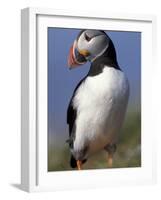 Puffin Portrait, Western Isles, Scotland, UK-Pete Cairns-Framed Photographic Print