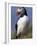 Puffin Portrait, Western Isles, Scotland, UK-Pete Cairns-Framed Photographic Print