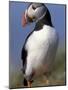 Puffin Portrait, Western Isles, Scotland, UK-Pete Cairns-Mounted Photographic Print