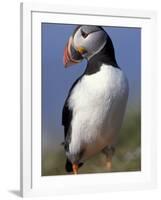 Puffin Portrait, Western Isles, Scotland, UK-Pete Cairns-Framed Photographic Print