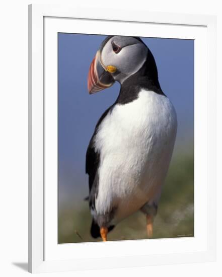 Puffin Portrait, Western Isles, Scotland, UK-Pete Cairns-Framed Photographic Print