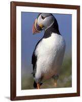 Puffin Portrait, Western Isles, Scotland, UK-Pete Cairns-Framed Photographic Print