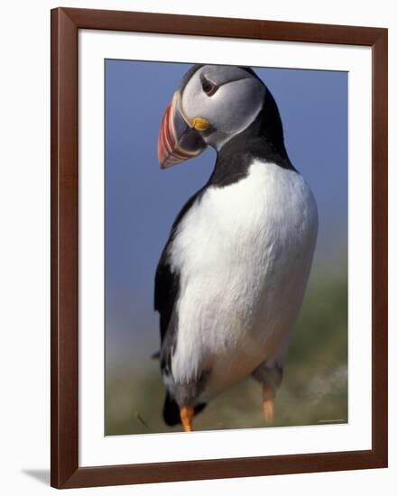 Puffin Portrait, Western Isles, Scotland, UK-Pete Cairns-Framed Photographic Print