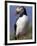 Puffin Portrait, Western Isles, Scotland, UK-Pete Cairns-Framed Photographic Print