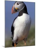Puffin Portrait, Western Isles, Scotland, UK-Pete Cairns-Mounted Photographic Print