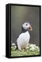 Puffin Portrait-null-Framed Stretched Canvas