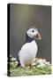 Puffin Portrait-null-Stretched Canvas