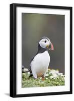 Puffin Portrait-null-Framed Photographic Print