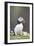 Puffin Portrait-null-Framed Photographic Print