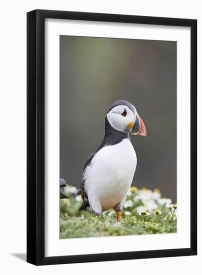 Puffin Portrait-null-Framed Photographic Print