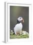 Puffin Portrait-null-Framed Photographic Print