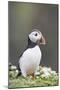 Puffin Portrait-null-Mounted Photographic Print